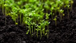 Agriculture Growing Plants Time Lapse Sprout Germination Spring Green Seedling