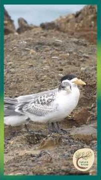 Shaggy-Crest Magic by the Sea #CrestedTern