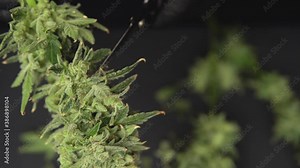 Man's hands trimming marijuana bud. Growers trim cannabis buds. The sugar leaves on buds . Harvest weed time has come. Stock Video