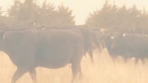 2.1K reactions · 47 shares | Sale week! 1️⃣, 0️⃣0️⃣0️⃣ head of bred heifers and 3-4 yr old Angus cows sell this Friday at North Platte Stockyards. Call Trey anytime this week to talk about the consignments or look at the cattle! (307) 660-8650. #MostoftheBest #TheProgram | TD Angus at Rishel Ranch | Facebook