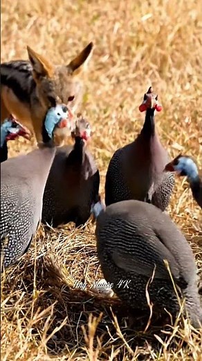 Ultra-Realistic 4K | African Guinea Fowl Defend Nests from Jackals