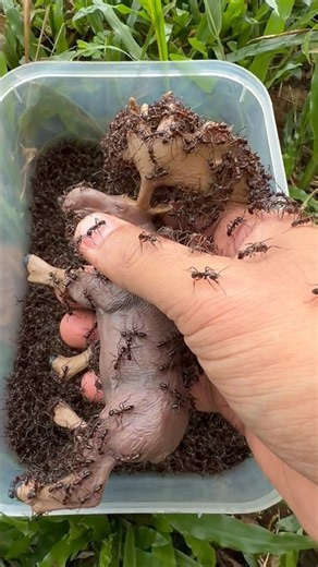 Moose is attacked by bullet ants so cool #shorts