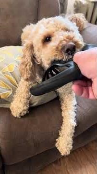 2 1/2 minutes of mini goldendoodle, stealing slippers & biting feet ￼