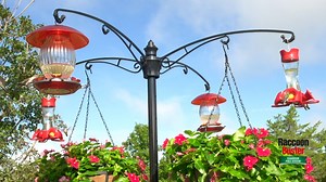 85K views · 215 reactions | Raccoons no more! Watch how we set up our Raccoon Buster Guardian pole system to protect hummingbird feeders and add flowers to attract these amazing birds. | Brome - Squirrel Buster | Facebook