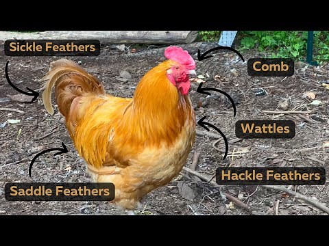 How To Tell A Hen From A Rooster AND Introducing Young Chickens Into The Adult Flock