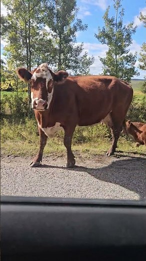 I Love Cows! 🐄 Funny Conversation with a Cow in the Field