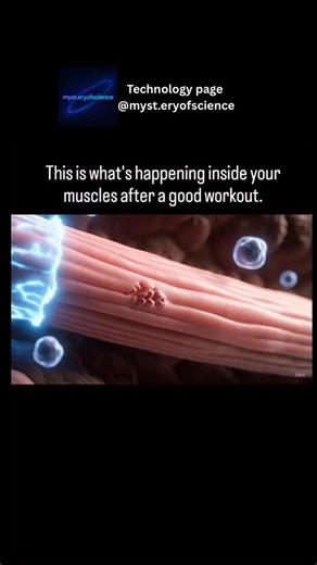 Tech on Instagram: "This is what’s really happening inside your muscles after a good workout — and honestly, it’s way more incredible than most people realize. When you lift, push, sprint, or stretch your limits, you’re not just moving — you’re creating tiny microscopic tears in your muscle fibers. Doesn’t sound pretty, but this is exactly what the body needs to grow stronger. In response, your system goes into “repair mode.” Blood rushes in carrying oxygen, nutrients, and amino acids, like a co