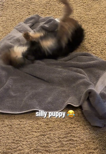 this is my yorkie goomba he’s kinda silly #yorkiesoftiktok #yorkie #dogsoftiktokviral