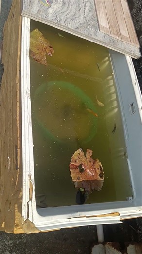 fridge box தாமரை pond setup update fish tank gourami guppy #shortvideo #tamil #fyp #viral #guppyfish