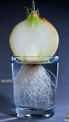 Onion in Water — Watch Roots Grow Fast! 🧅💧