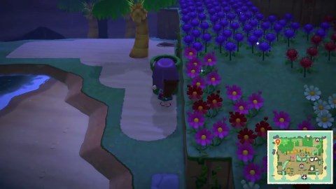 My technique for catching all the rare beetles in 3 days