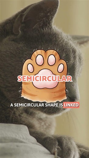 REVEALED: Your CAT'S PERSONALITY ACCORDING to Their PAWS 🐾🐱