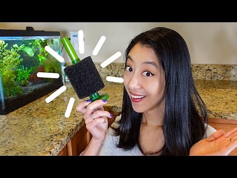 How to Instantly Cycle a Fish Tank | Part 3 Cycling Experiments