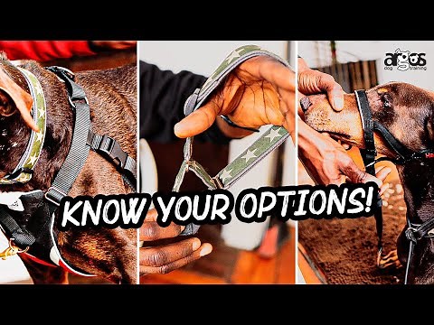 Body Harness, Martingale Collar or Head Halter? Dog Training Tools Explained
