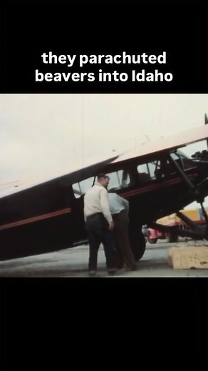 Beaver Drop 1948?! Highly successful, highly quirky. #beaver #nature #history | Flora and Frost