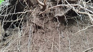 Exposed tree roots hanging from a soil cliff, showing the natural underground structure revealed after erosion in a forest environment Stock Video