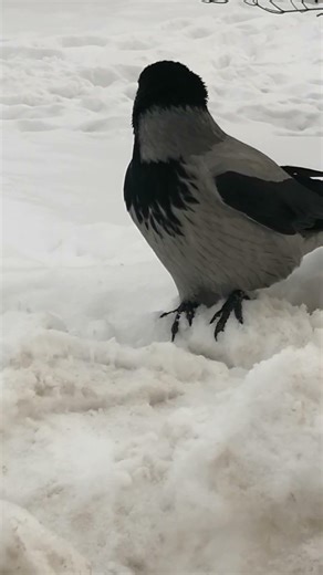 Ворона Окс и его самочка / Male crow Ox & his mate