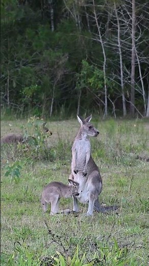 Cute baby kangaroo enters the pouch