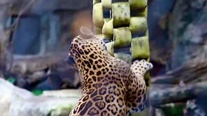 B’alam’s a big fan of zip line enrichment! Zip line enrichment allows animals that are hunters to use their natural athletic ability to obtain food. | San Antonio Zoo