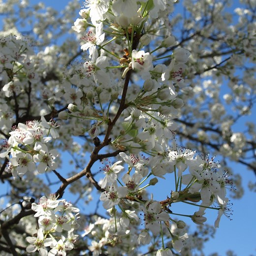 Buy Cleveland Select Flowering Pear Trees Online at Ty Ty Nursery