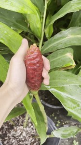 5 Count Awapuhi Wild Ginger Rhizomes Shampoo Live Plant,Fresh Roots Raw, Zingiber Zerumbet Pinecone Bitter Ginger, Hawaiian Ginger Lily, Pinecone Ginger Red Ginger Roots for Planting