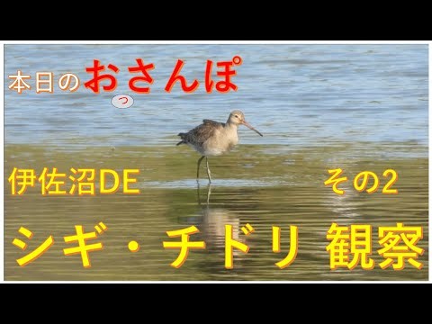 伊佐沼DEシギ・チドリ観察 その2・本日のおっさんぽ