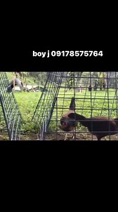 Hernani Boy J Jimenez on Reels