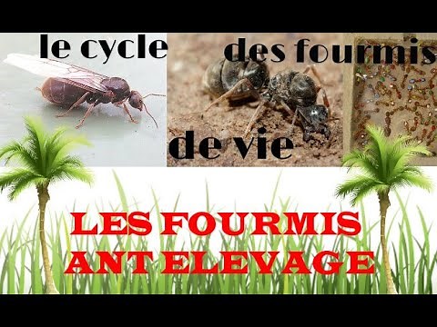 3. Le cycle de vie des fourmis