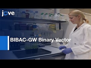 BIBAC-GW Binary Vector for Generating Transgenic Plants | Protocol Preview