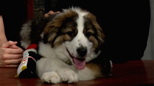 Central Oregon Daily News on Instagram: "Meet Koda! He’s an adorable 3-month-old Great Pyrenees mix puppy looking for a forever home and up for adoption at the Humane Society of Central Oregon."