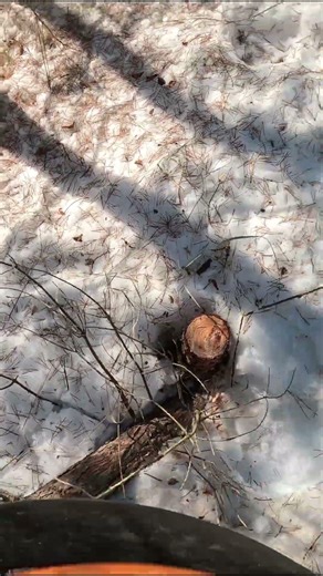 Dangerous Pine Tree Cutting#youtubeshorts #woodworking #wood #brushcutter #hardwork #job #life #work