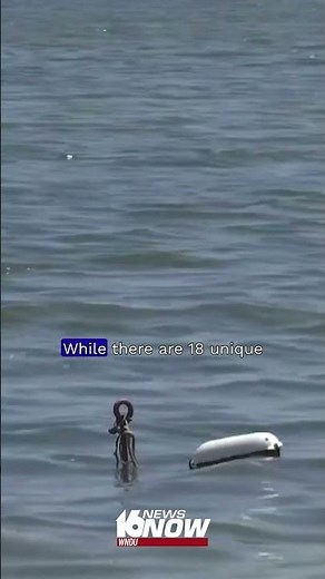 Michigan hatches a Great Lakes whitefish rescue plan