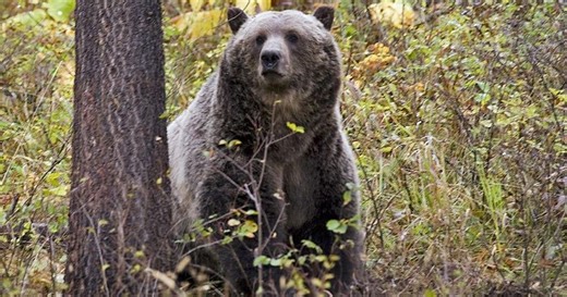 Montana's updated relocation law for bears, other large predators goes into effect