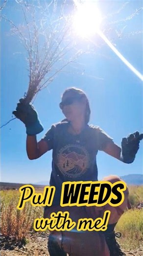 😎 Pulling Weeds by hand 🌱 #yardwork #yardcleanup #backyard #cleanup #shortsfeed
