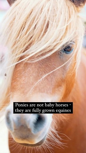 Ponies and horses are two distinct equine classifications, with ponies usually measuring 14.2 hands or less in height while horses measure 14.3 hands or taller. Ponies tend to have thicker manes, tails and coats than horses, as well as shorter legs and wider barrels. They also have proportionally larger heads and eyes compared to their body size. Ponies also tend to be more sure-footed than horses due to their smaller size which allows them to navigate difficult terrain more easily. #pony #ponyl