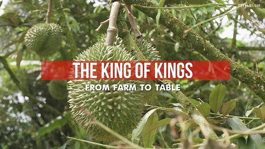 "To a durian lover, every single seed counts." We went to Pahang and visited 99 Old Trees by Fook Gor Durian Farm. There, every seed is inspected to ensure the highest quality is sent to their shop in Singapore. You can place an order on www.99oldtrees.com or head down to the shop at 46 Owen Rd, #01-277, s210046. | SethLui.com