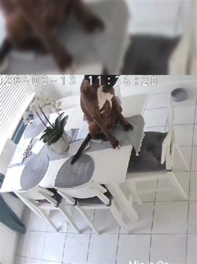 Why Clive the Boxer Dog Sits on the Kitchen Table