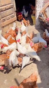 338K views · 3.2K reactions | طلعت افطر الفراخ وفجاة شوفت منظر فالكرسي القديم اللي مركون علي السطح بقاله سنة حاجة غريبة #هبه_الريس_بالبلدي_كده | هبه الريس - Heba El raes | Facebook