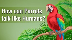 How can Parrots talk like Humans?  Science Curiosity  Letstute