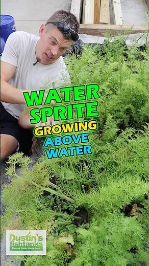 Convertion/Propagation Process for WATER SPRITE
