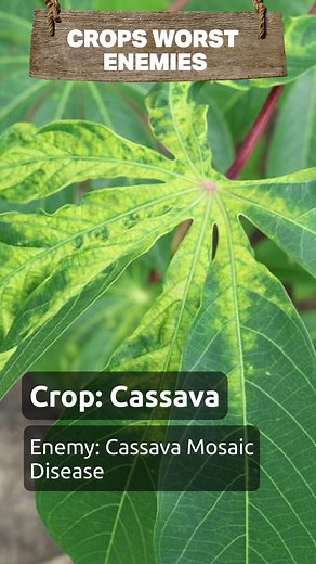 Combatting Cassava Mosaic Disease in Africa