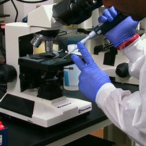 Video: Intra-tracheal Administration of Haemophilus influenzae in Mouse Models to Study Airway Inflammation