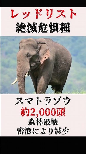 【絶滅危惧種】レッドリストの動物たち #shorts #動物