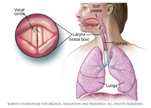 Mayo Clinic Minute: Role of the larynx and how to protect it - Mayo Clinic News Network