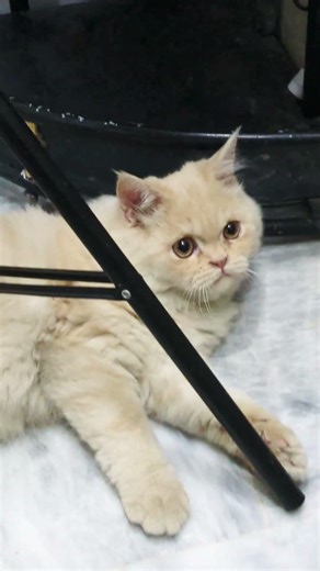 Adorable Cute Kittens Videos🎀🤩#cat #cute #kitten