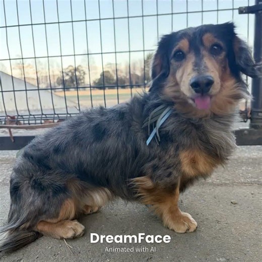 『みちのくひとり旅』八代亜紀🎵 #カバー曲 #歌う犬 #ダックスフンド #山本譲二 #日本レコード大賞 ※八代亜紀が歌う🎶みちのくひとり旅🗾