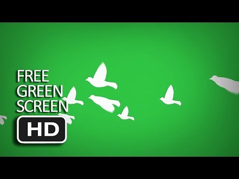 Free Green Screen - Flying Dove