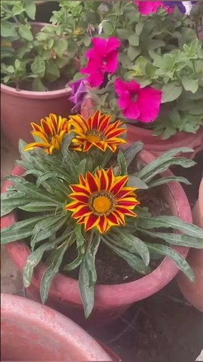 Gazania flower 💐|Winter flowering plants
