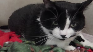 19K views · 2.6K reactions | You couldn't ask fora sweeter cat. She is approx 6 yr old S/F. She is very loving, good with kids and other cats. She iwll make a great addition for some lucky person or family They are at the TLC ANimal Shelter 13016 W 151st street Homer Glen Illinois 60491 | Tender Loving Care Animal Shelter | Facebook