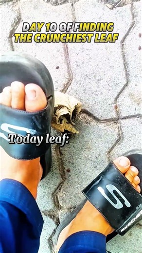 Day 10 of Finding the Crunchiest leaf #shorts